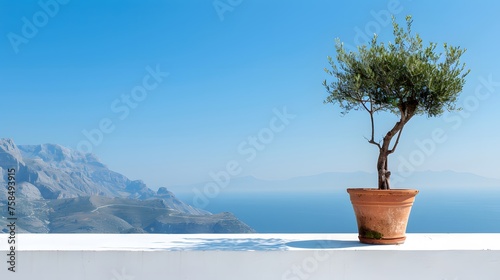 Olive tree in terra cotta clay pot on white terrace under clear blue sky with beautiful mountains view. Summer vacation conceptual background. 