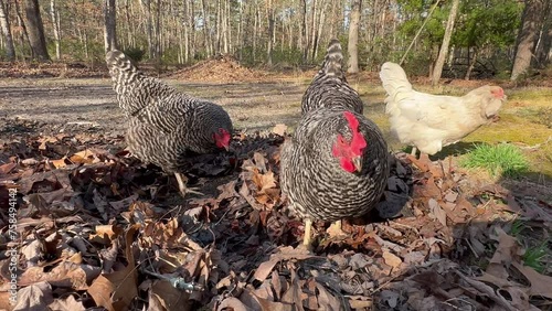 Barred Plymouth Rock Chickens Rummaging in Autumn Leaves