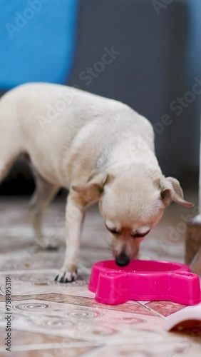 Small dog calmly eats his food in a pink bowl, pet care, vertical video
