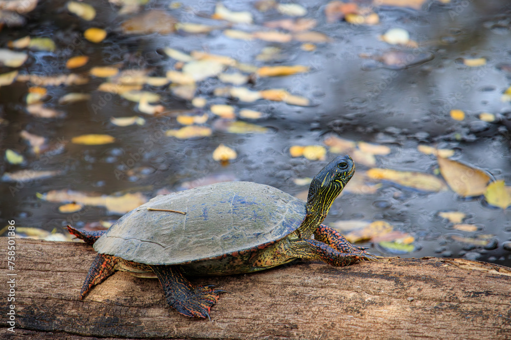 Obraz premium A painted turtle is basking on a log by the water. It is surrounded by fallen leaves that are floating on the surface of the water, indicating that it might be autumn.