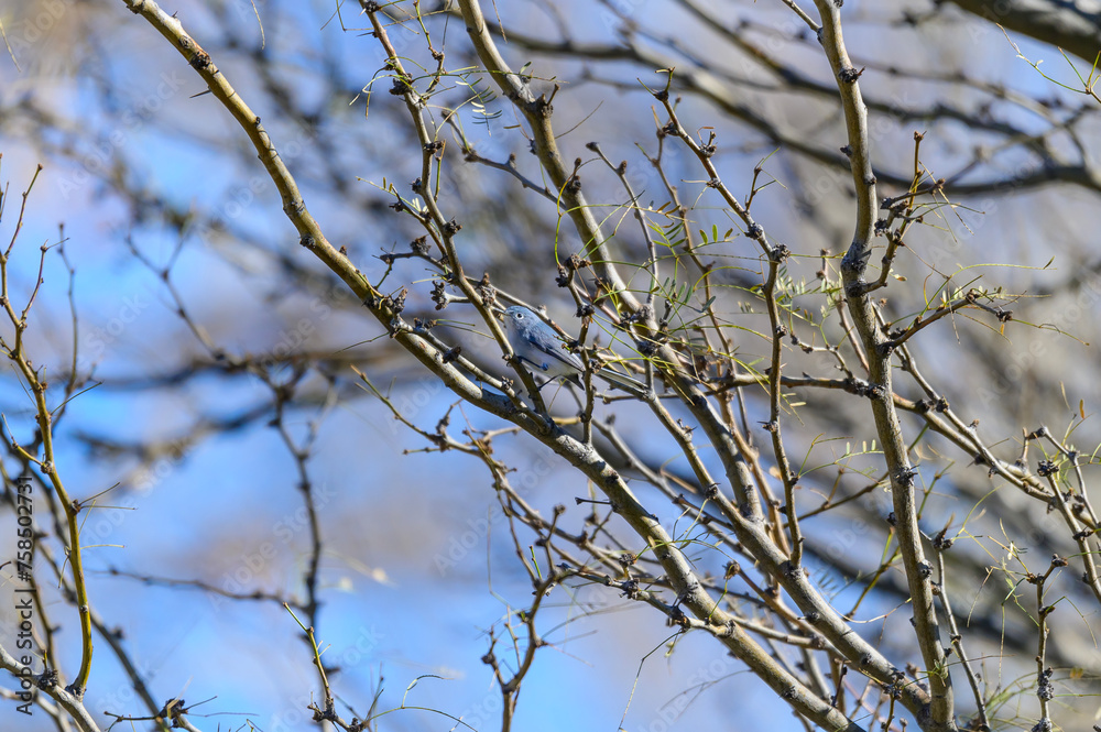 Bluegray Gnatcatcher at Big Bend National Park in Southwest Texas. Bluegray Gnatcatcher at Big Bend National Park in Southwest Texas.