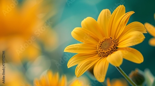A vibrant yellow daisy blossoms in nature 