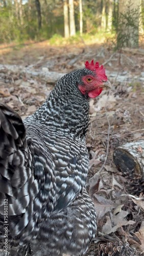 Free-Range Barred Plymouth Rock Hen Exploring Forest Floor Video