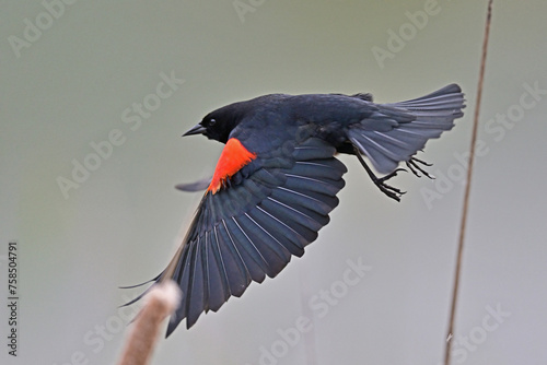 Red-winged Blackbird aka Agelaius phoeniceus photo