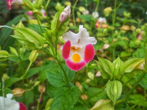 pink torenia flowers blooming in a Japanese autumn garden. photo