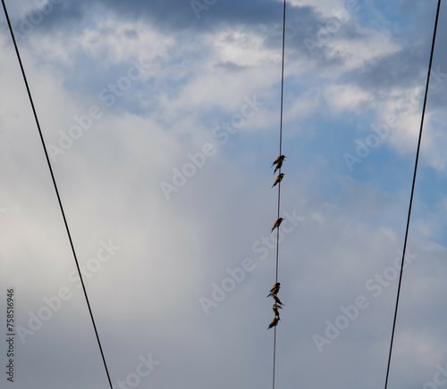 European bee-eaters gather on powerlines during autumn in southern Africa for the migration back to Europe