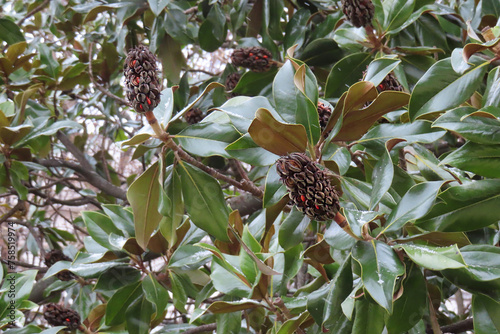 ripe cones and magnolia fruits among green leaves
