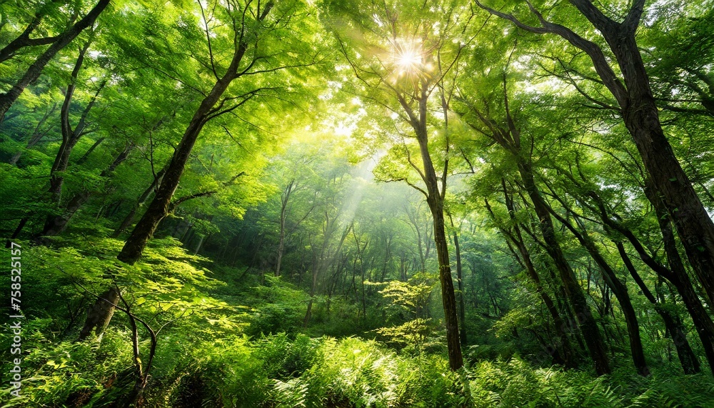 自然豊かな緑あふれる森の中に太陽光　森林浴の画像