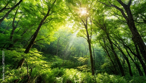 自然豊かな緑あふれる森の中に太陽光 森林浴の画像