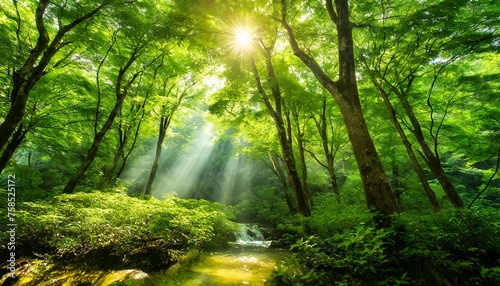 自然豊かな緑あふれる森の中に太陽光 森林浴の画像 © dami