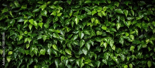 A closeup shot of a lush green shrub with abundant leaves, adding a vibrant touch to the landscape. The plant serves as a groundcover in the garden