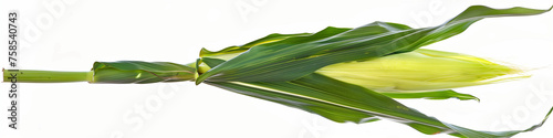 A vibrant corn stalk with a young cob surrounded by green leaves, isolated on a white background.
