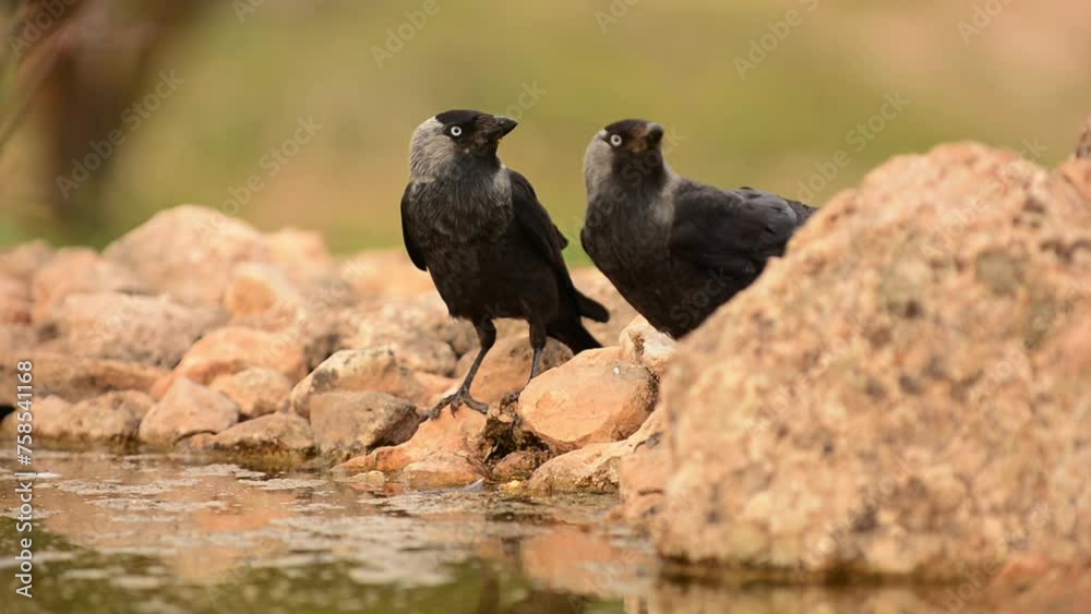 The western jackdaw, Coloeus monedula, drinking water in a pond. The western jackdaw, Coloeus monedula, drinking water in a pond.