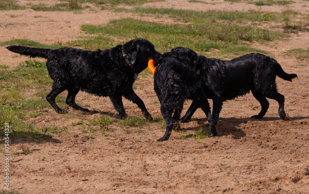Labrador dogs play on the lake on a hot sunny summer day. Labrador dogs play on the lake on a hot sunny summer day.
