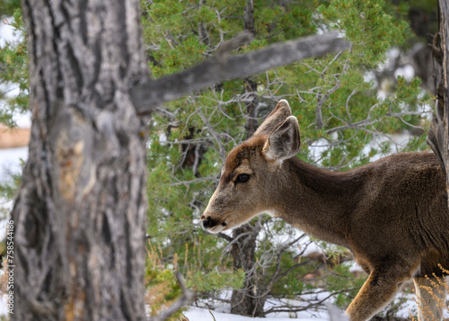 Fototapeta Naklejka Na Ścianę i Meble -  Deer in the Grand Canyon National park