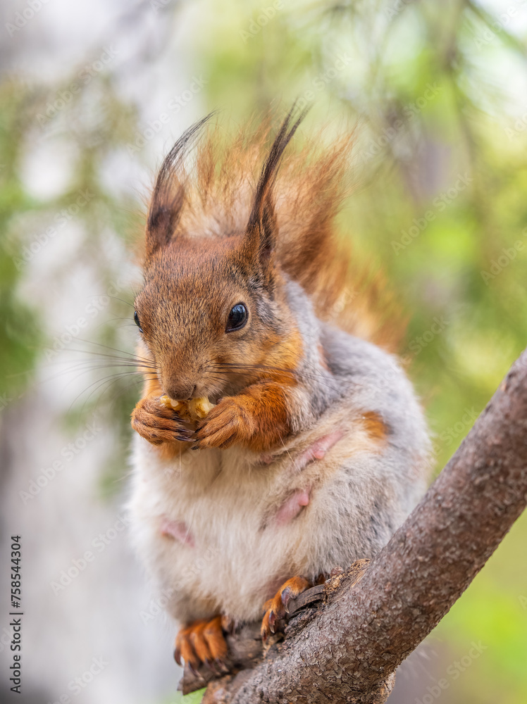 Fototapeta premium The squirrel with nut sits on a branches in the spring or summer.