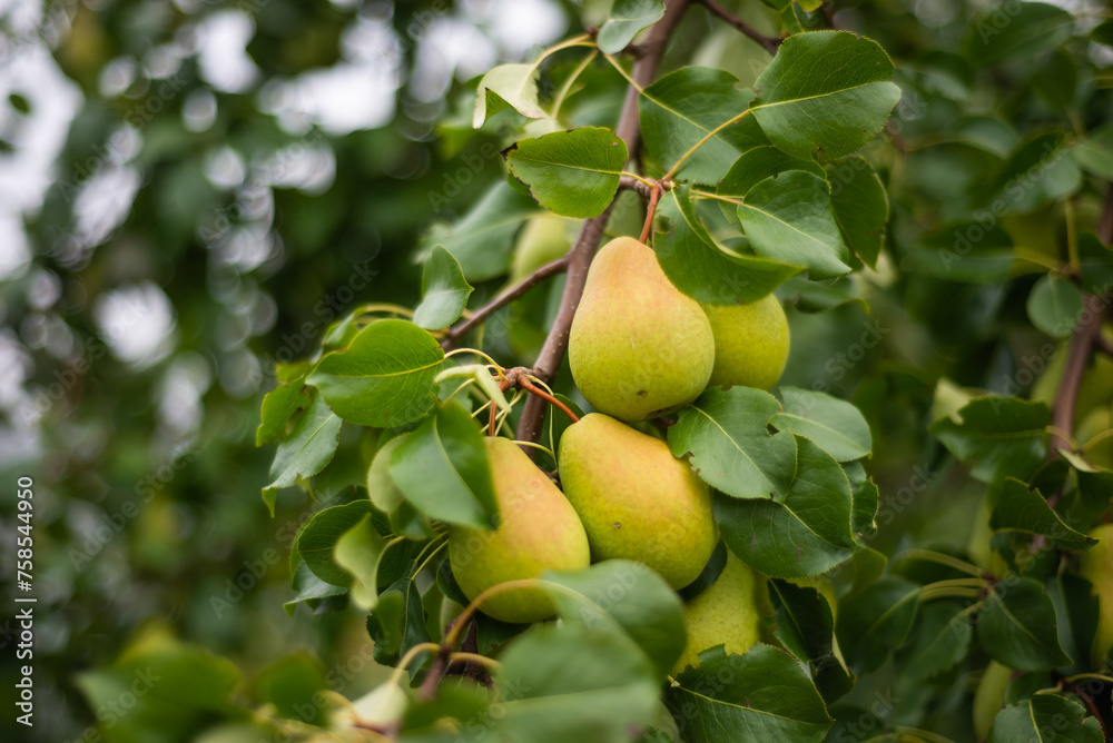 Large ripe varietal pears are ripe on the garden plot. Fruit.