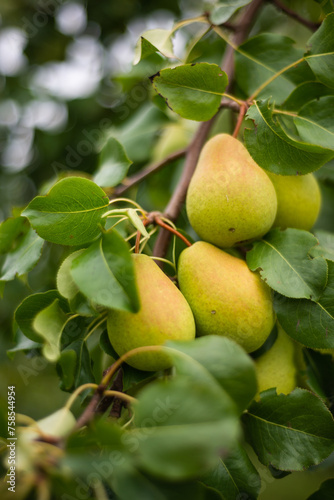 Large ripe varietal pears are ripe on the garden plot. Fruit.