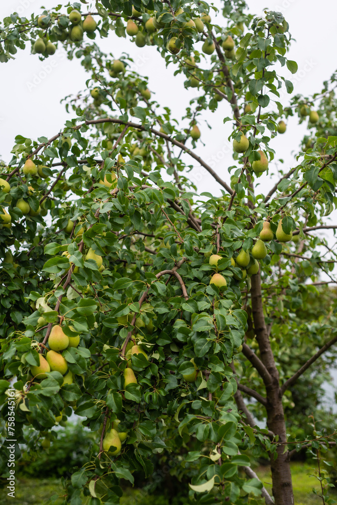 Large ripe varietal pears are ripe on the garden plot. Fruit.