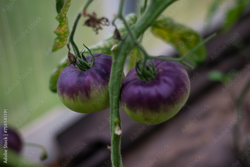 Large unusual varietal purple tomatoes ripen on a branch in a greenhouse. Vegetables. Growing vegetables. Large unusual varietal purple tomatoes ripen on a branch in a greenhouse. Vegetables. Growing vegetables.