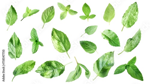 Set of fresh mint leaves on white background © Ziyan