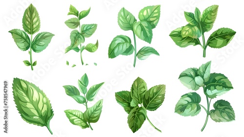 Set of fresh mint leaves on white background