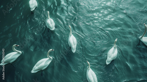 Flock of swans on the lake