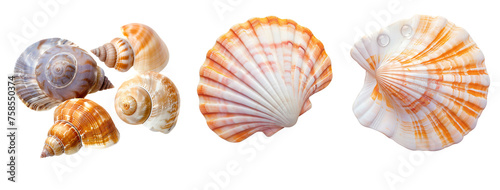 seashell set isolated on a transparent or white background, png 