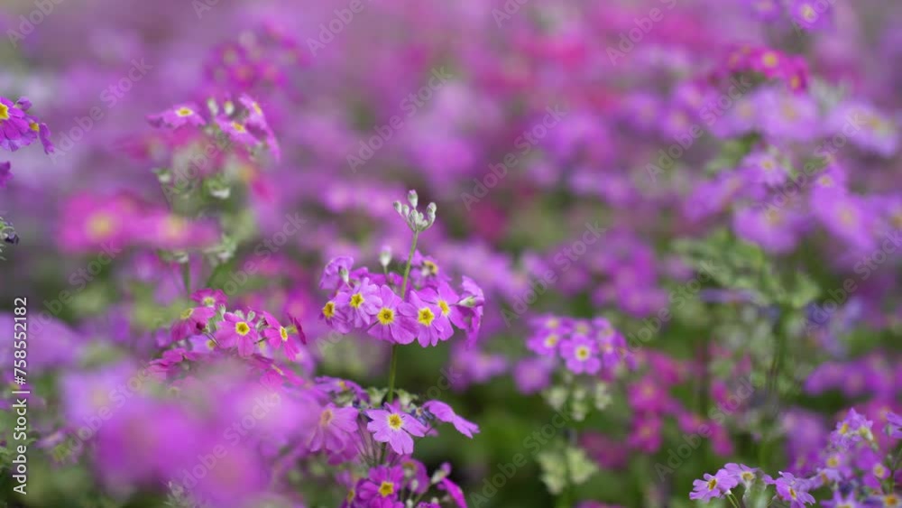 Bloom Fairy Primrose - Primula Malacoides, which is also known as Fairy Primrose, blooms early in the season into lavender flowers which reach approximately 12 inch wide, on soft hairy stalks. Bloom Fairy Primrose - Primula Malacoides, which is also known as Fairy Primrose, blooms early in the season into lavender flowers which reach approximately 12 inch wide, on soft hairy stalks.