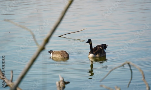 country goose swimming