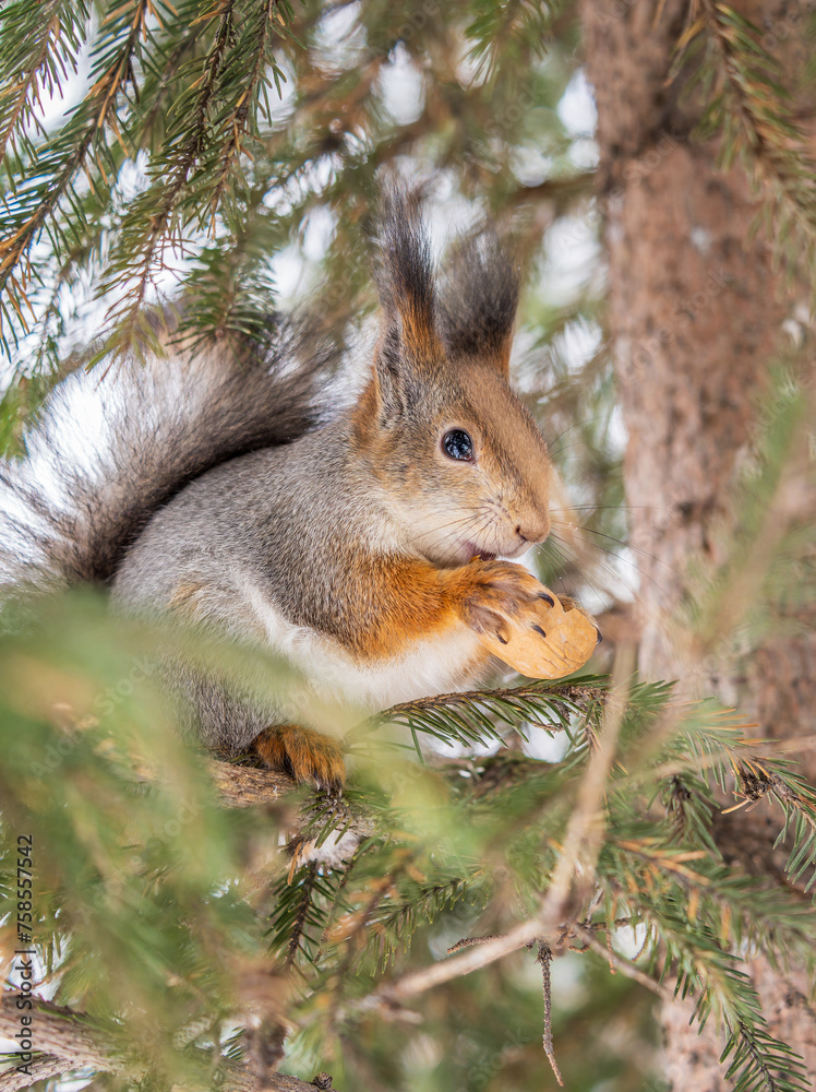 Fototapeta premium The squirrel with nut sits on tree in the winter or late autumn