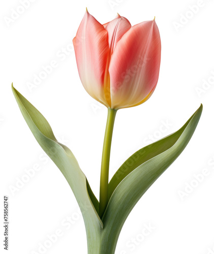 tulips isolated on transparent background