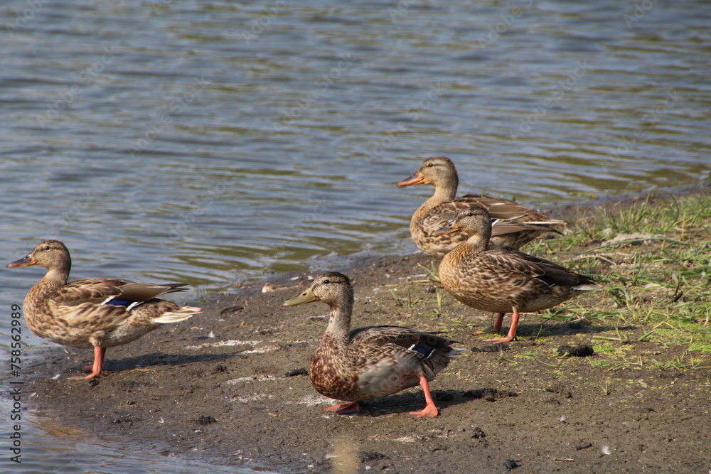 Ducks On The Beach, Pylypow Wetlands, Edmonton, Alberta Ducks On The Beach, Pylypow Wetlands, Edmonton, Alberta