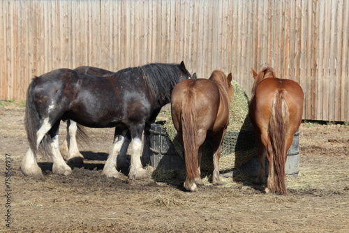 horses on the farm, Fort Edmonton Park, Edmonton, Alberta