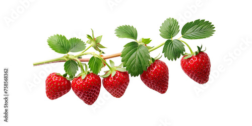 Fresh Strawberries on Branch Isolated on Transparent Background. cut out. PNG