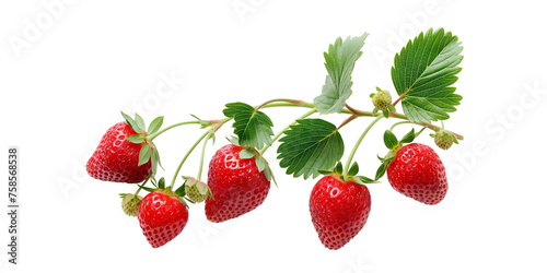 Fresh Strawberries on Branch Isolated on Transparent Background. cut out. PNG