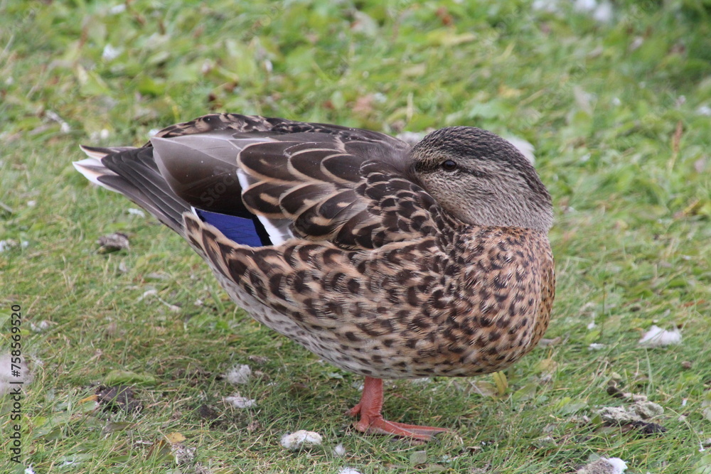 Mallard Resting, William Hawrelak Park, Edmonton, Alberta Mallard Resting, William Hawrelak Park, Edmonton, Alberta