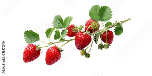 Fresh Strawberries on Branch Isolated on Transparent Background. cut out. PNG