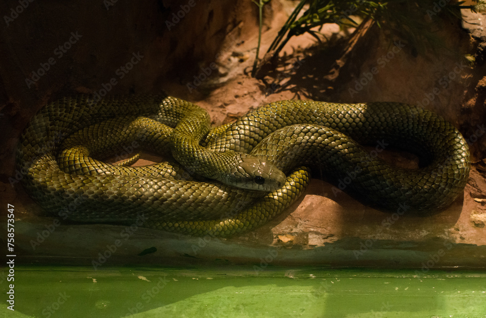 Fototapeta premium Snake exhibit in the terrarium at Siam Serpentarium (snake museum)