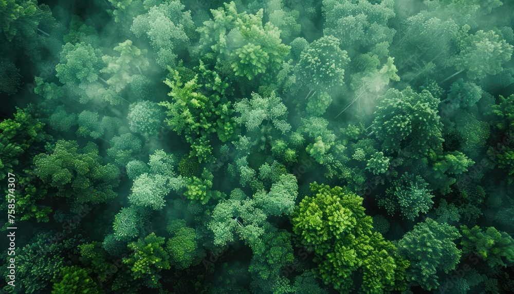 Forest view from above, aerial view forest as the lung of the world. wallpaper