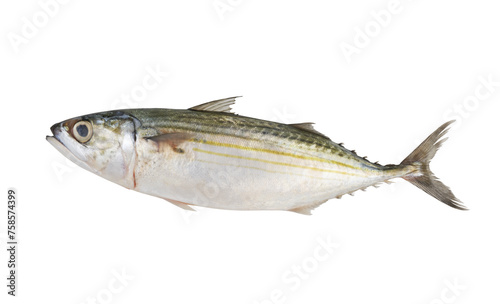 Fresh Indian mackerel isolated on white background, Rastrelliger kanagurta. 