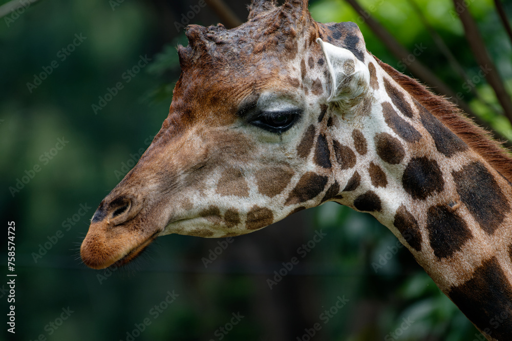Portrait of a giraffe (Giraffa camelopardalis) Portrait of a giraffe (Giraffa camelopardalis)