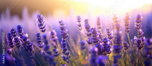 Beautiful lavender flowers in a sunny setting, with focus on nature's beauty.