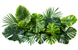 Arrangement of green tropical foliage plants. Transparent background.