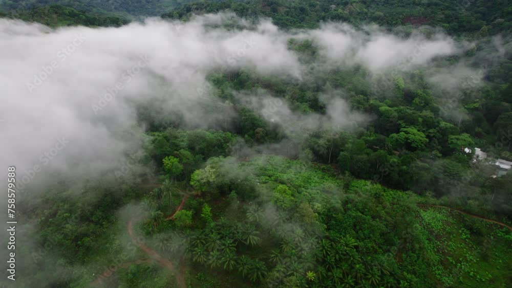 High angle view of mist rising from forest. Aerial view of lush green trees in tropical forest. Cocoa farm. Costa Rica High angle view of mist rising from forest. Aerial view of lush green trees in tropical forest. Cocoa farm. Costa Rica