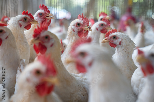 Healthy Broiler Chicken