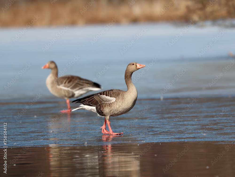 Greylag goose Greylag goose