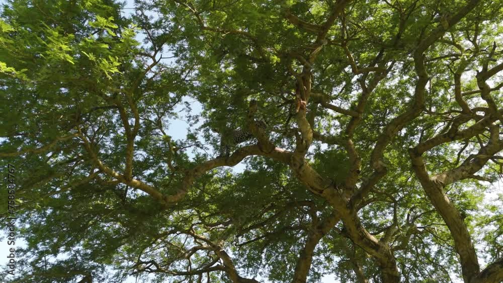 Aerial view under a Leopard in a tree, sunny day in African Savanna - Panthera pardus Aerial view under a Leopard in a tree, sunny day in African Savanna - Panthera pardus