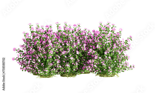 isolated plant in 3d rendering on white background