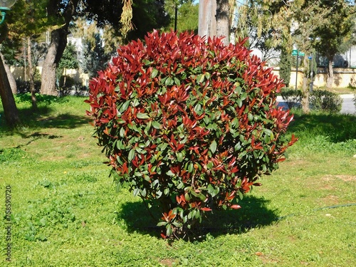 Fototapeta Naklejka Na Ścianę i Meble -  A photinia fraseri red robin shrub with red and green leaves in a park in Attica, Greece
